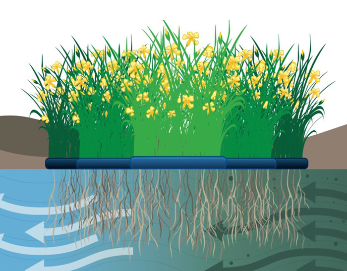 Fitodepurazione con Stefano Mattei 8-12 maggio